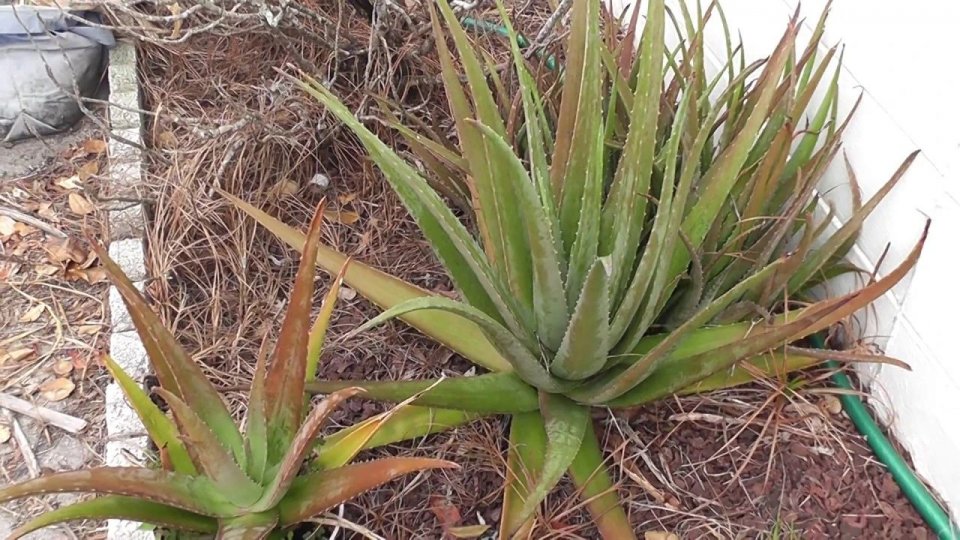 芦荟根部变红死了是怎么回事,芦荟叶子变红变软下垂是为什么