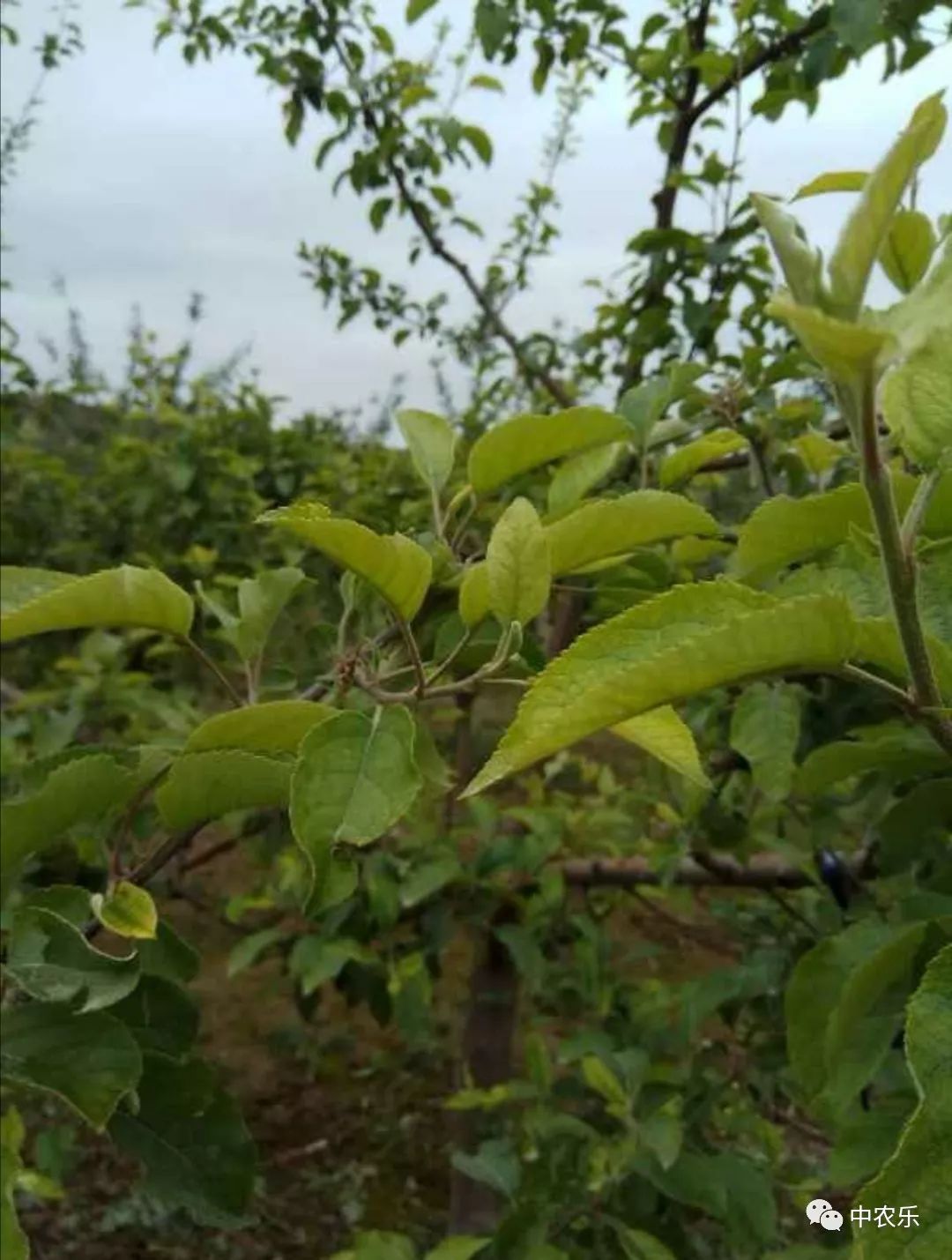 苹果树缺铁黄化是怎么回事,苹果树叶片黄化脱落是什么病