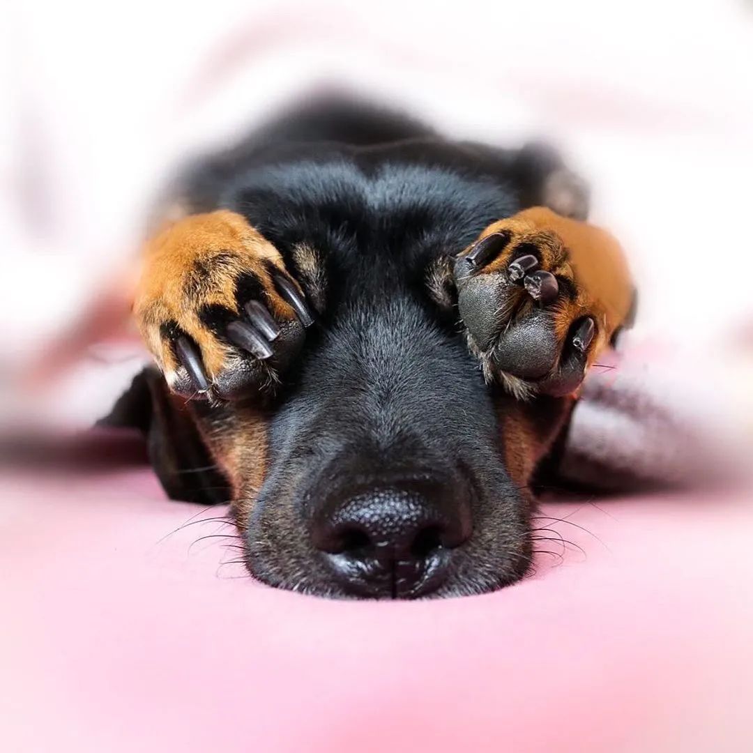 宠物窝怎么清洁保养好,宠物肉垫毛怎么清理