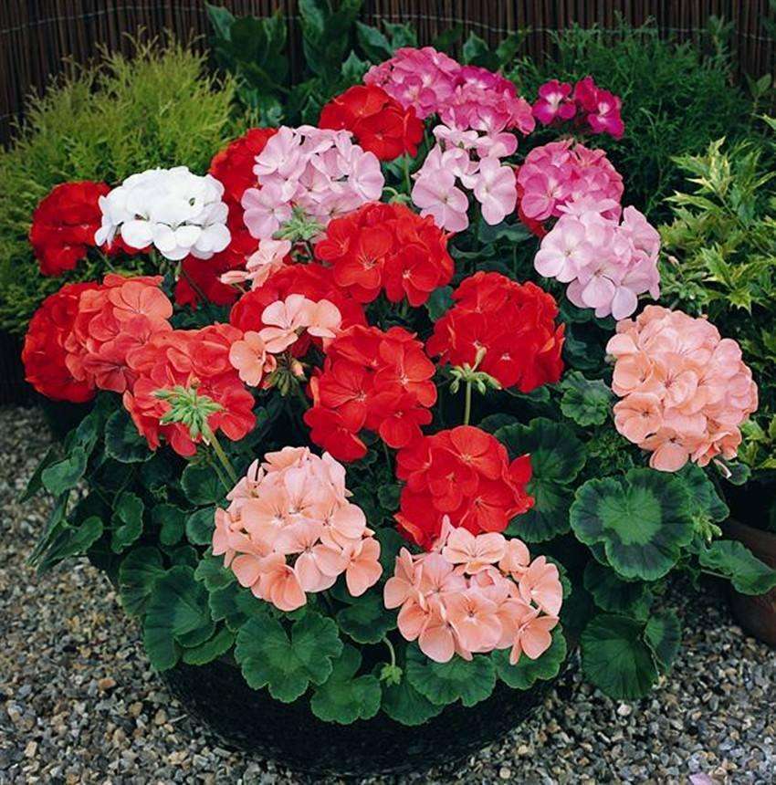 天竺葵老桩的养殖方法,天竺葵怎么过冬养成老桩