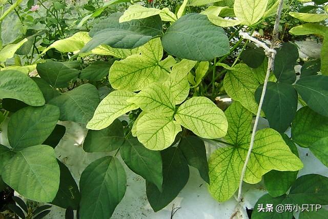 植物缺铁缺镁的症状是什么,植物缺镁最简单的补充方法