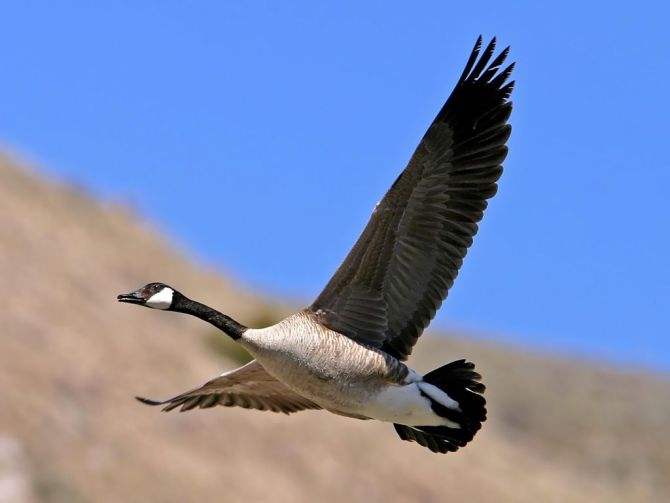 大雁属于什么类动物,我们常说的鸿雁来自哪个故事