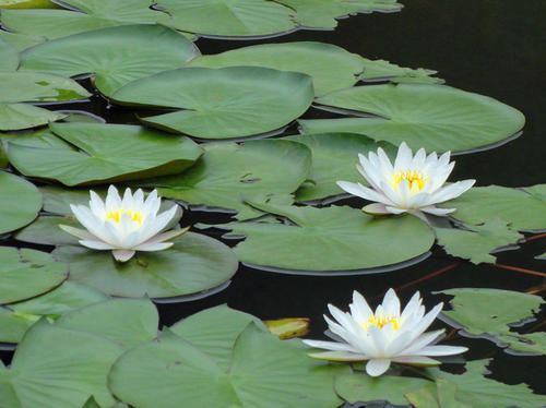 100种漂亮的夏花图片,30种夏花图片大全