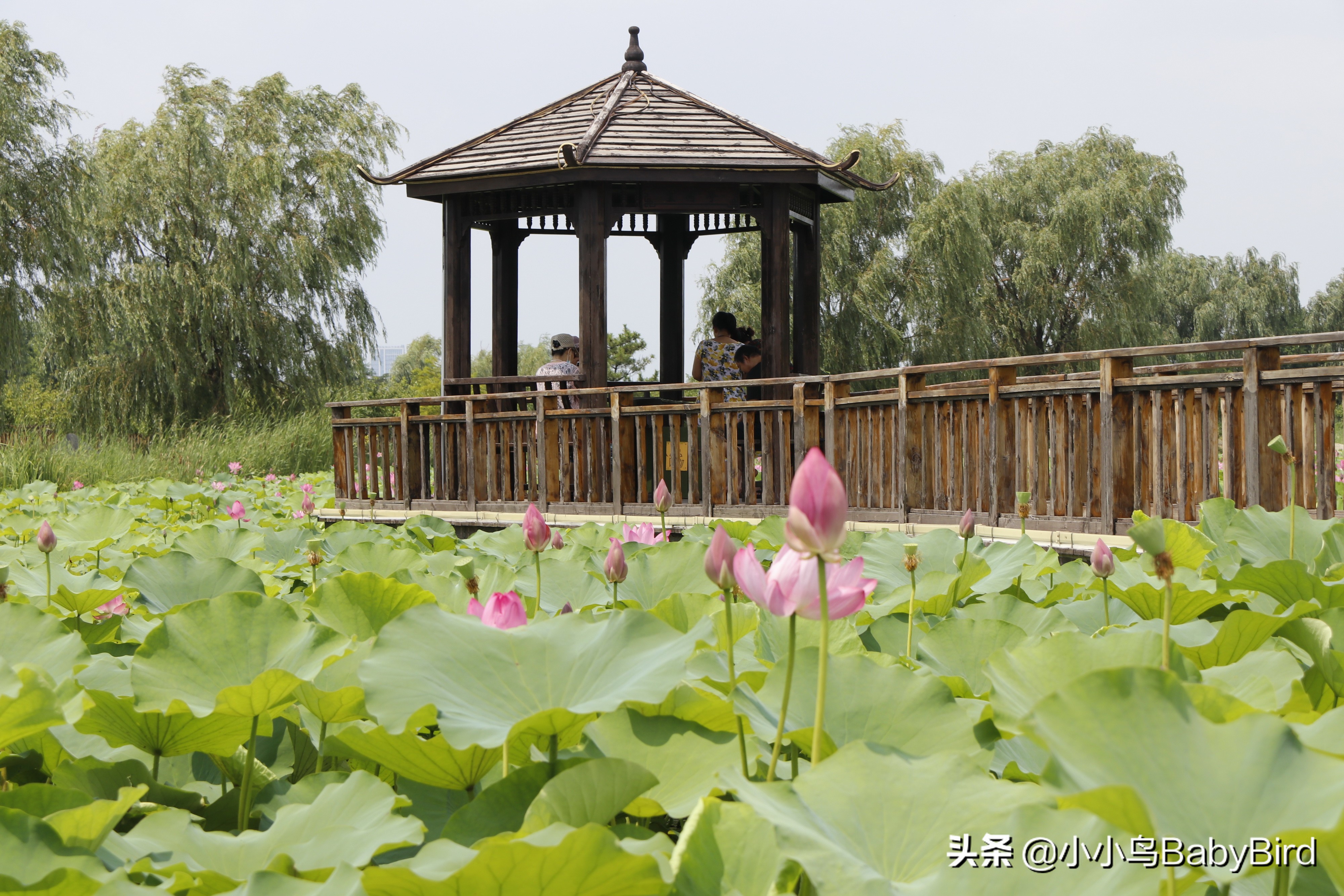 威海羊亭湿地公园,大美河畔