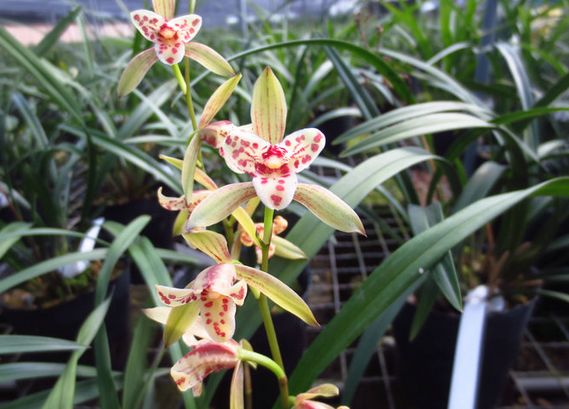 4种花超级好养,4种花超好养的