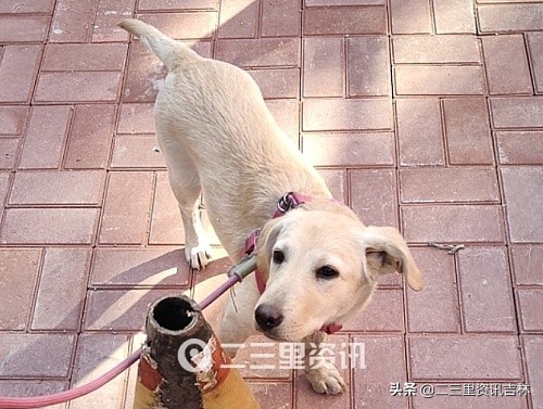 11月16日吉林新闻完整版,吉林市10月份重要新闻