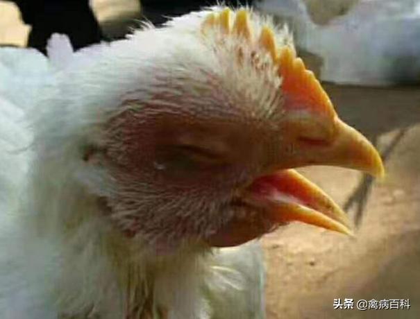 鸡得呼吸道疾病用什么办法能治好,替米考星对鸡呼吸道有治疗效果吗