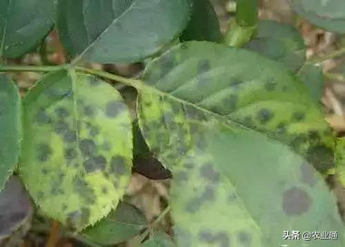 家庭防治虫害的最佳方法,自制蔬菜种植除虫小妙招