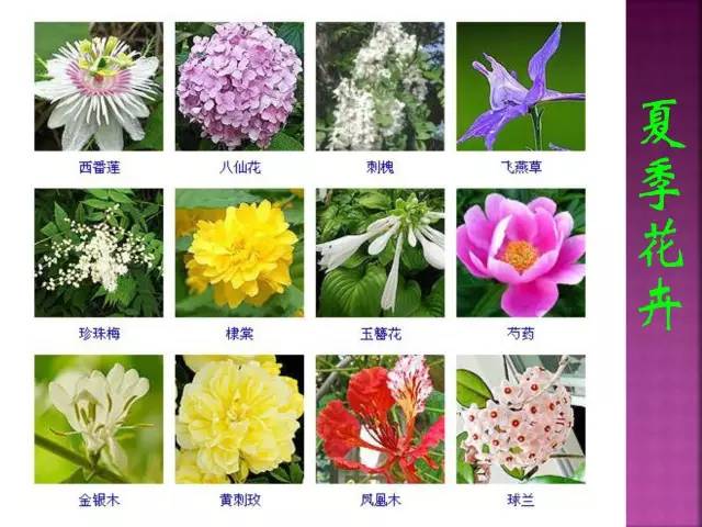 花卉大全500种观叶植物名称,1332种常见花卉植物图谱