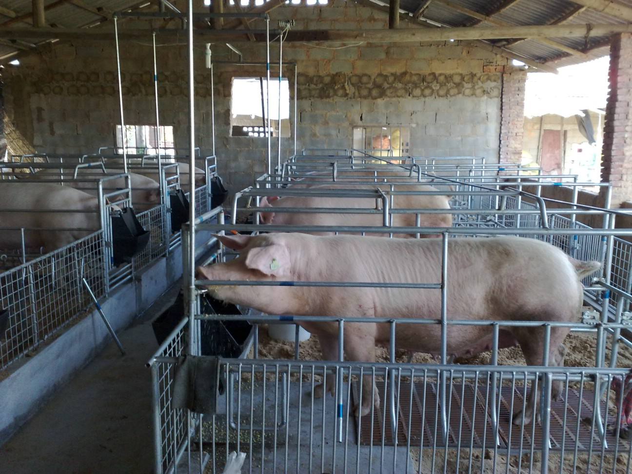 怎么确认*猪种**妊娠，预产期推算及分娩接产技术！