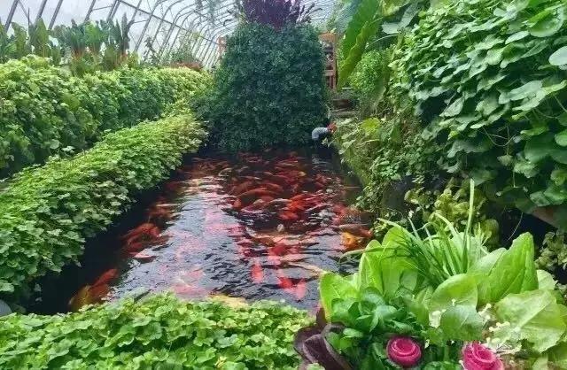 20亩的小农场产值翻了5倍,20亩小农场的发展