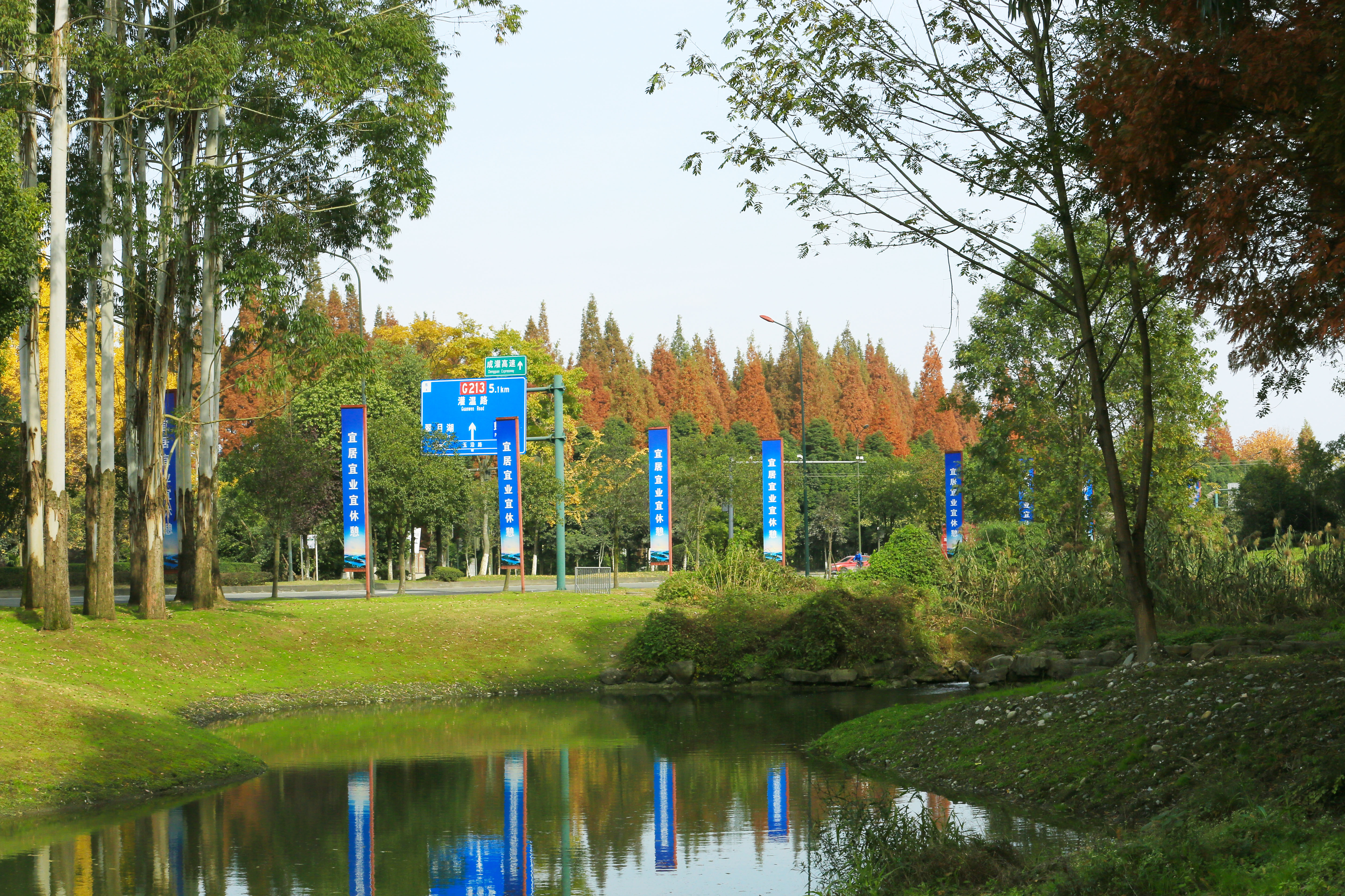 桉树林风景,自然生长的桉树林