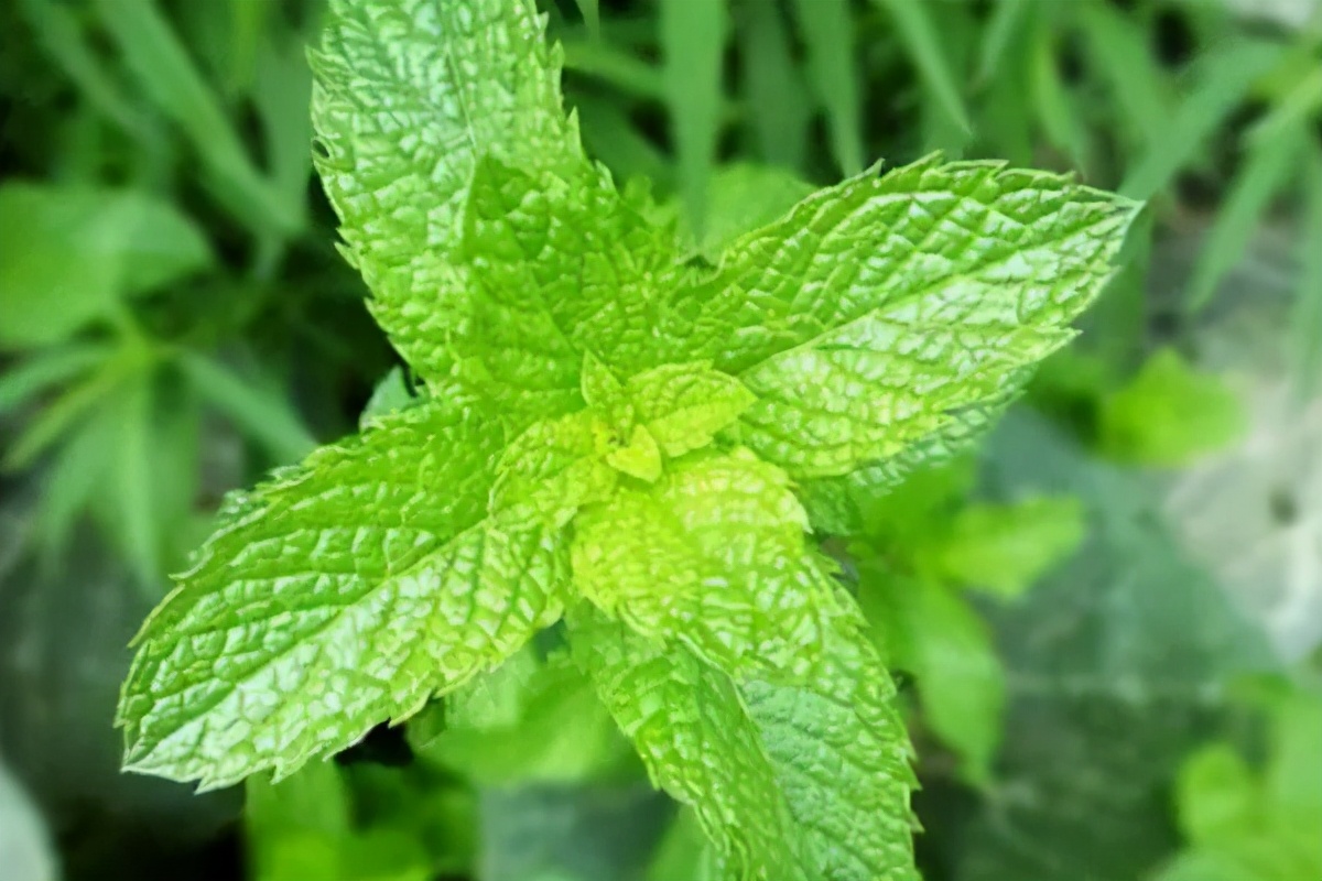 猫薄荷为什么会让猫神魂颠倒,猫薄荷到底有多吸引猫