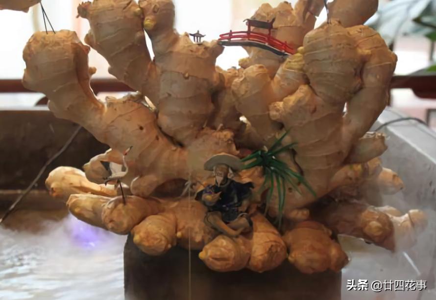 种生姜方法在家阳台,家里阳台种生姜的方法