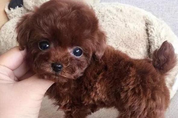 泰迪的八种颜色,泰迪犬的这8大颜色你最喜欢哪种