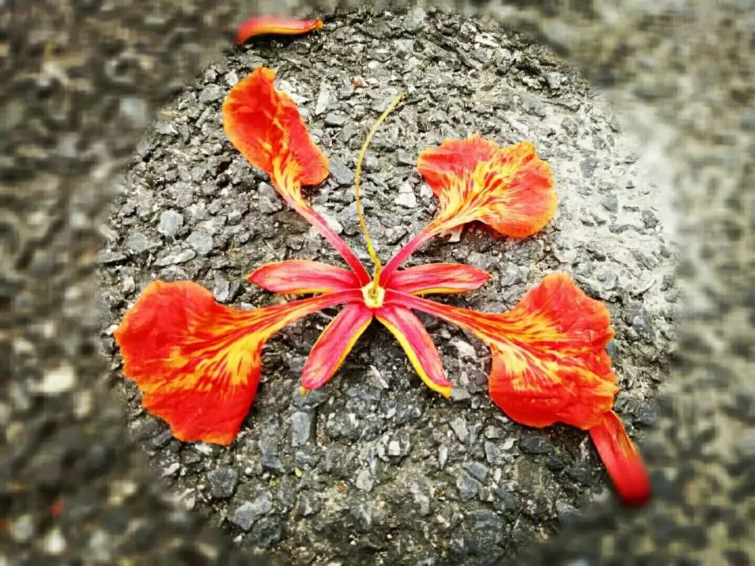 毕业季的凤凰花和栀子花,毕业季凤凰花开的时候