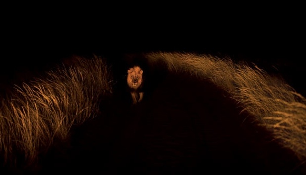 有枪就不怕狮子吗？不是！看帕特森中校在非洲经历了什么