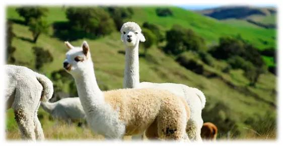 关于新西兰技术移民,关于新西兰的视频