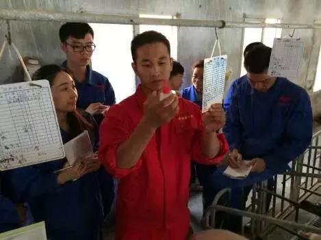 母猪深部输精一天输精几次为最佳,深部输精技术教学