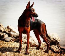 世界上一百种狗的图片,世界十种名贵狗