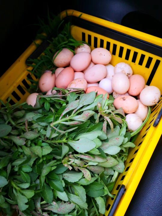 疆新,新疆番茄红素来了解一下