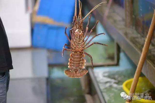 这些诱人的美食你吃过吗,世界上顶级海鲜大全你吃过几种