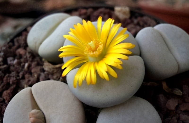 记录我养生石花踩过的坑，总结这八点让你的生石花长得饱满又艳丽