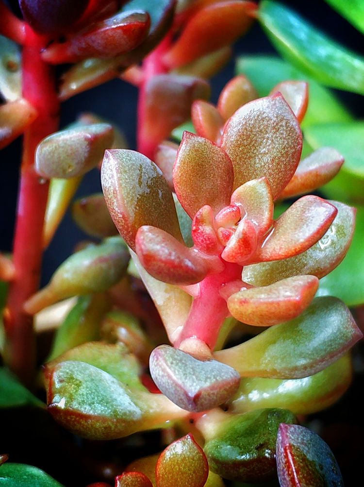 记录多肉长大的全过程,记录所有多肉成长过程