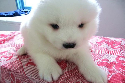 狗狗一只眼睛出现大量粘稠眼屎,狗狗有大量眼屎不进食