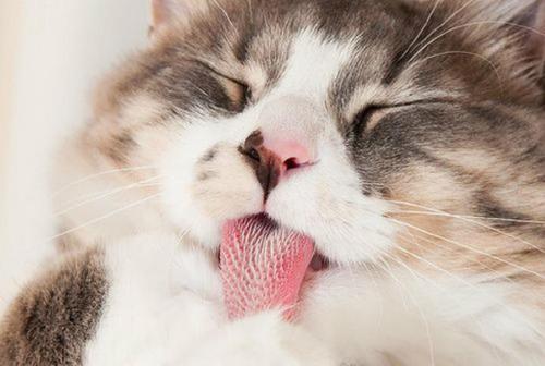 为什么汪星人交配时难舍难分，喵星人却撕心裂肺？