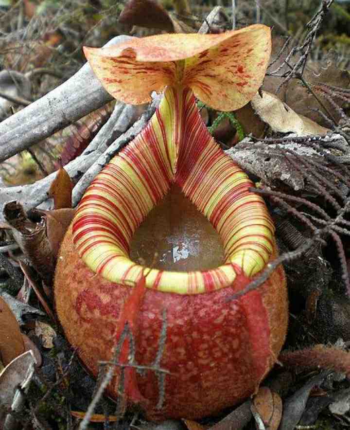 猪笼草能吸引蚊子吗,猪笼草可以吃蚊子吗