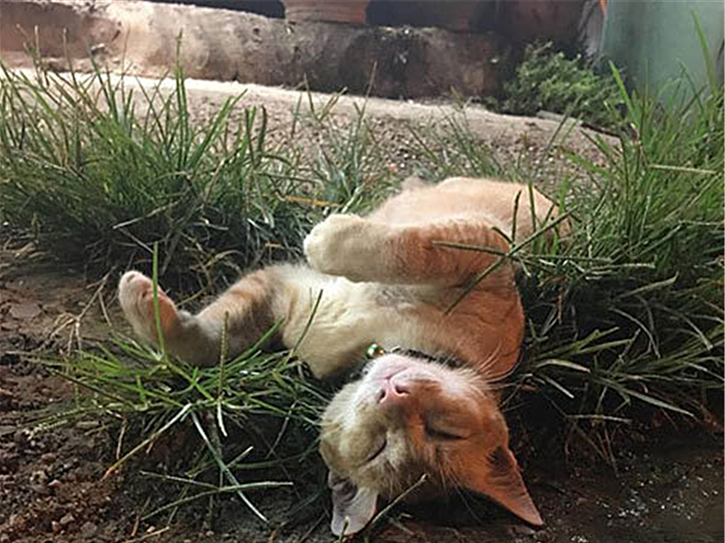 流浪橘猫金背银床跑进家里,流浪小奶猫在路人衣服里