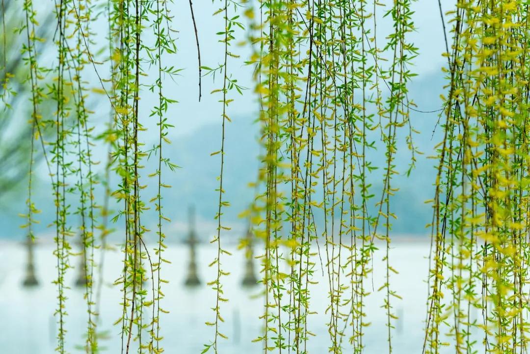 今日清明的表情,今日清明共寄哀思