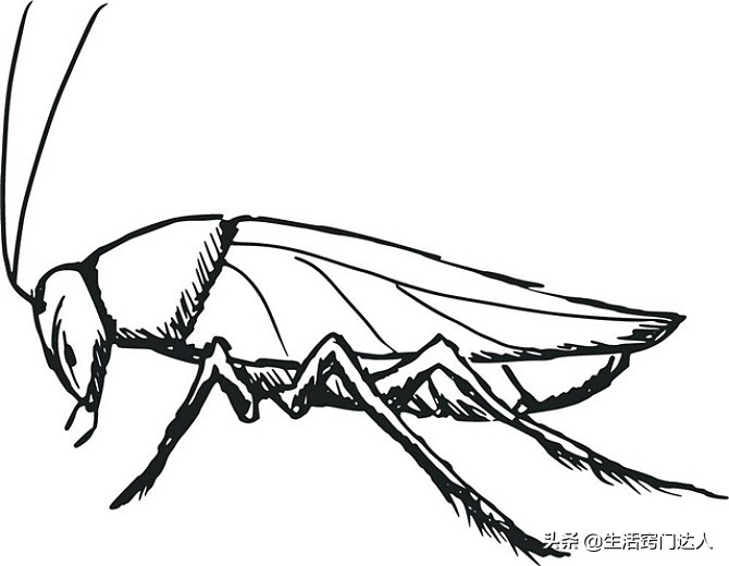大蟑螂用什么蟑螂药,家里有蟑螂买什么蟑螂药好