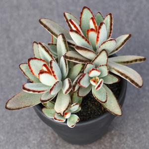 多肉植物兔耳系列精选,多肉植物可爱小兔子