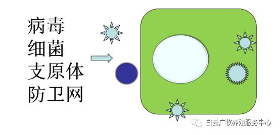 效养蛋禽-全解--如何高效有力的养殖蛋禽增加产蛋，收入
