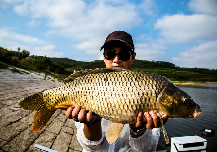 六角恐龙宠物,宠物六角恐龙