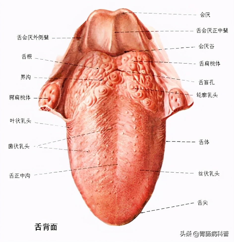 护考消化系统解剖图谱详解,消化系统解剖生理教学