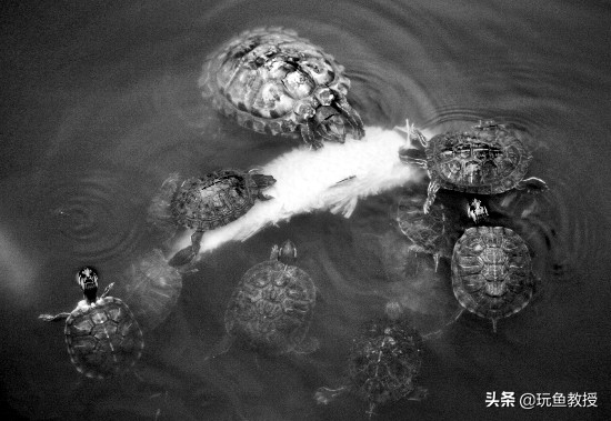 这些东西跑到外面去居然会引起生态危机!