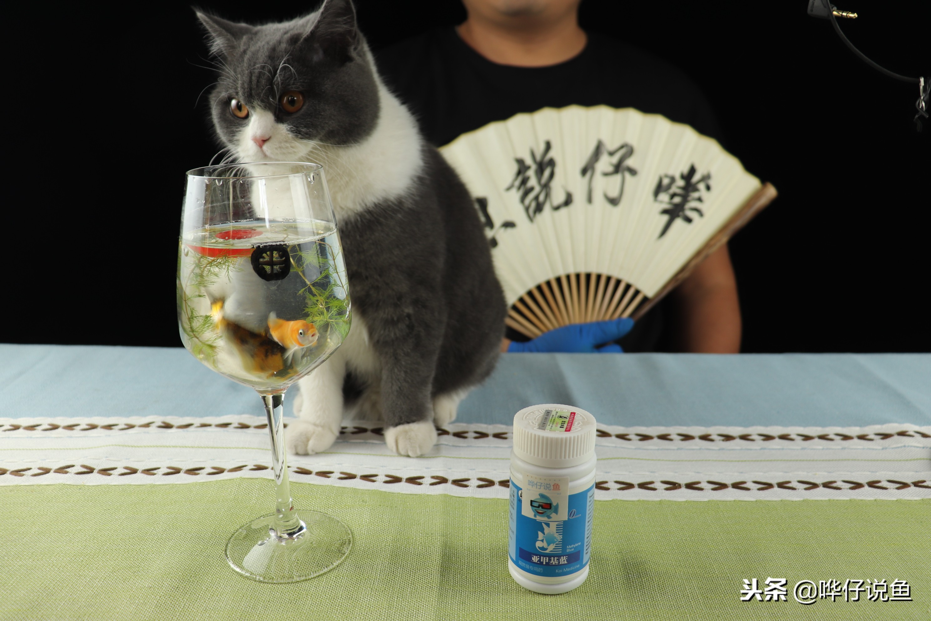 鱼缸养鱼的正确方法和技巧,我做过的一百件经典蠢事