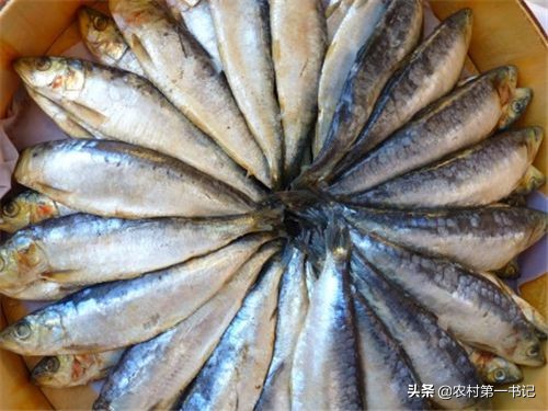 银鳕鱼是中层鱼么,银鳕鱼是真的鳕鱼吗