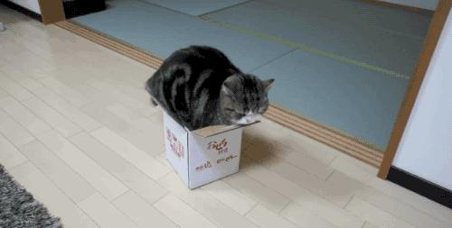 猫咪在屋顶视频,猫咪在屋顶的视频