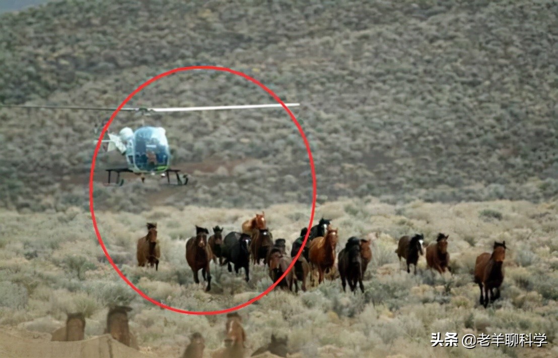 果真这么豪横？我国卖万元一匹，澳大利亚猎杀1万匹野马还嫌不够