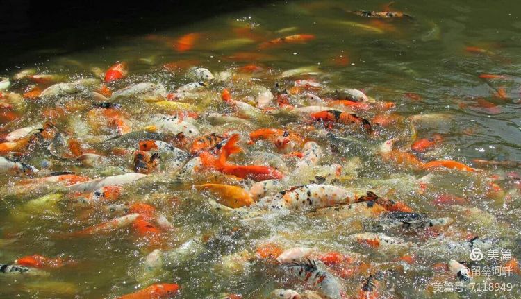 秦皇岛山海关游记,秦皇岛东山游记