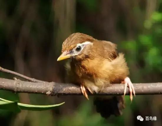 画眉鸟被压口的表现及样子,画眉雏鸟什么时候压口