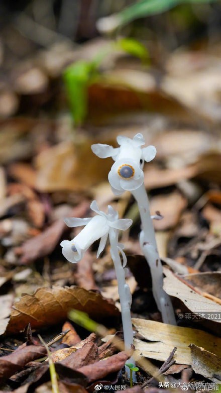 中国的珍稀植物,史上最稀有的十大植物