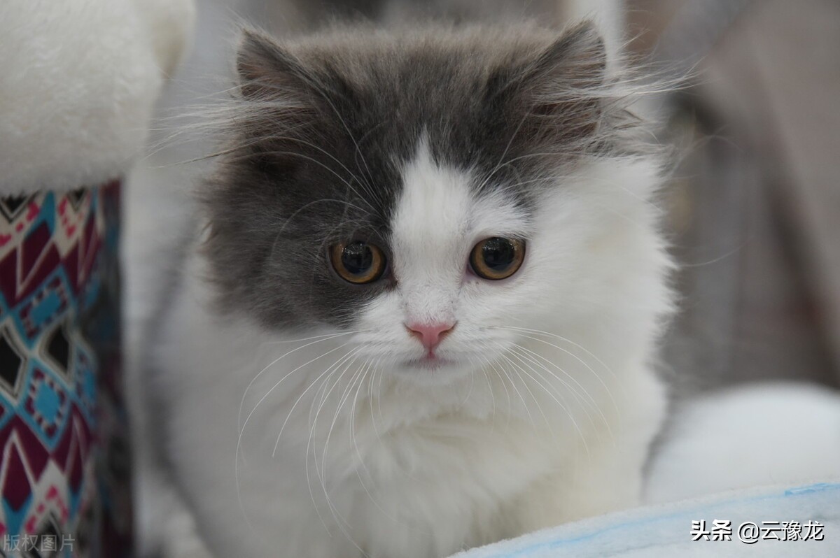 我家的猫是捕鼠大王却惜死于老鼠药