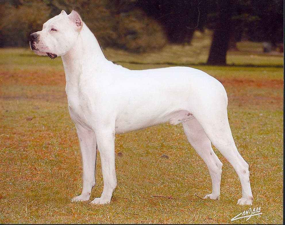 为什么打猎用杜高的人越来越少了,杜高饲养