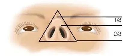 鼻子露鼻孔好看还是不露鼻孔好看,鼻孔大且外露是什么类型鼻子