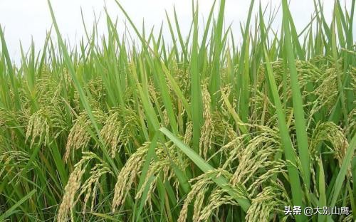 水稻分蘖多少株能高产,水稻苗期怎么管理分蘖多